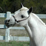 RockyTopFarms Majesty's Lexi