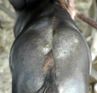 Little America's Q. M. Lady Liberty