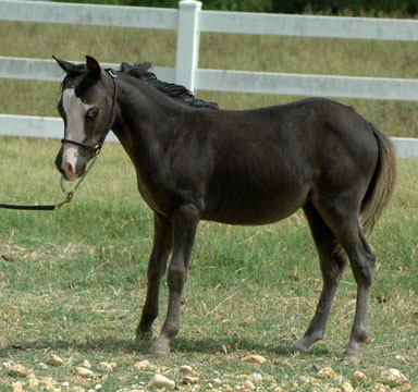 Little America's Q. M. Lady Liberty