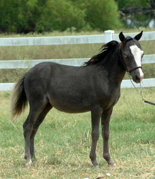 Little America's Q. M. Lady Liberty