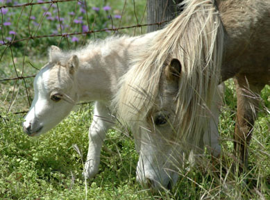 Little America's Looky Looky Boogie