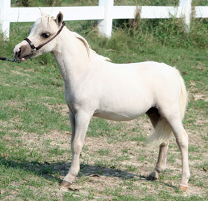 Little America's Looky Looky Boogie