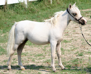 Little America's Looky Looky Boogie