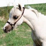 Little America's Looky Looky Boogie