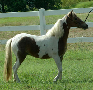 Classic View's Storm's Rebel