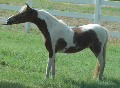 Classic View's Storm's Rebel