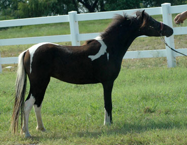 Classic View's Storm's Queen 
