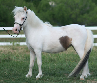 Little America's Overo's Pearl