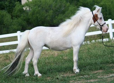 Little America's Overo's Pearl