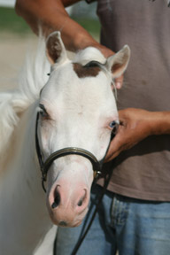 Little America's Overo's Pearl