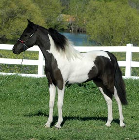 Little America's Secret Roxy