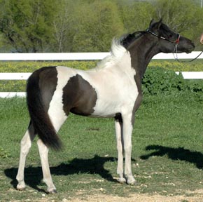 Little America's Secret Roxy