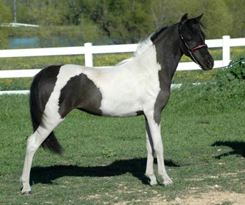 Little America's Secret Roxy