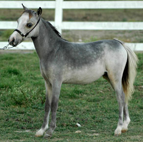 Little America's Overo's Silveretta