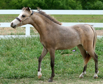 Little America's Overo's Silveretta 