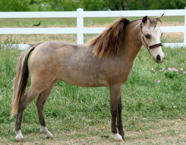 Little America's Overo's Silveretta 