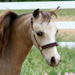 Little America’s Overo's Silveretta