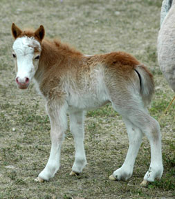 Little America's Overo's Star Rey