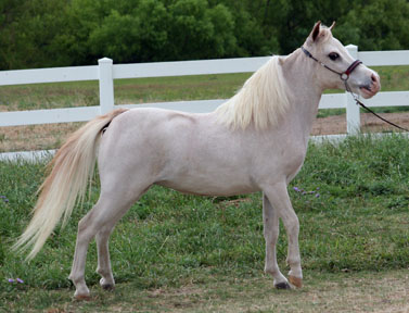 Little America's Overo's Star Rey