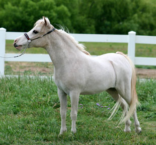 Little America's Overo's Star Rey