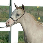 Little America's Overo's Star Wars