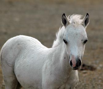 Little America's Boogie Tyne Daly