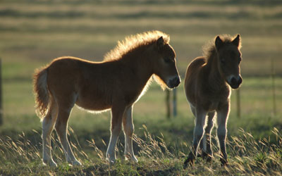 Sunlit foals