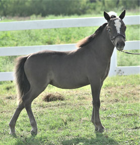 Little America's My Arwen