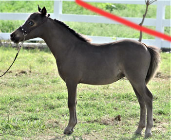 Little America's My Arwen