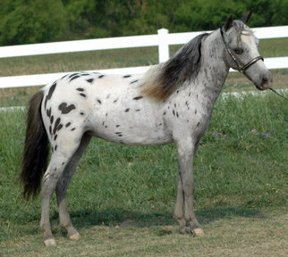 Little America's My Alara