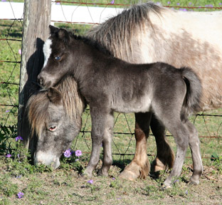 Little America's My Arwen