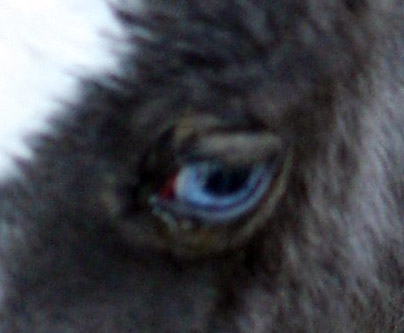 Little America's My Arwen