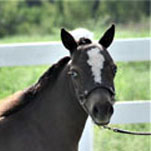 Little America's My Arwen