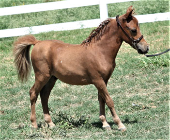 Little America’s Trés Beau LIF