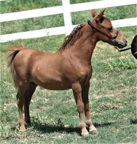 Little America’s Trés Beau LIF