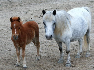 Little America’s Trés Beau LIF