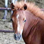 Little America’s Trés Beau L I F