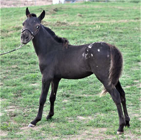 Little America's Holy Blackjack