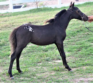 Little America's Holy Blackjack