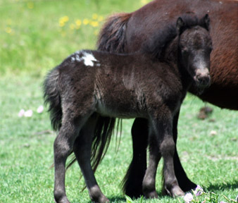 Little America's Holy Blackjack