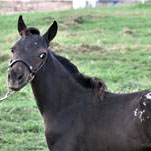 Little America's Holy Blackjack