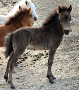 Little America's Overo's Cheri