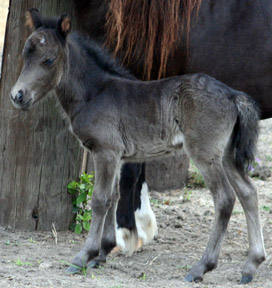 Little America's Overo's Cheri
