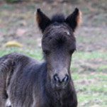 Little America's Overo's Cheri