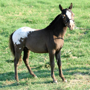 Little America's Me Oh My Oh