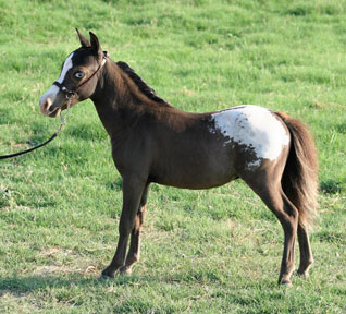 Little America's Me Oh My Oh