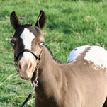 Little America's Me Oh My Oh