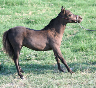 Little America’s Secret’s Ms Choctaw