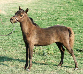 Little America’s Secret’s Ms Choctaw