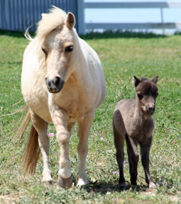 Little America’s Secret’s Ms Choctaw